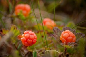 cloudberry-bush-produces-2130046_640