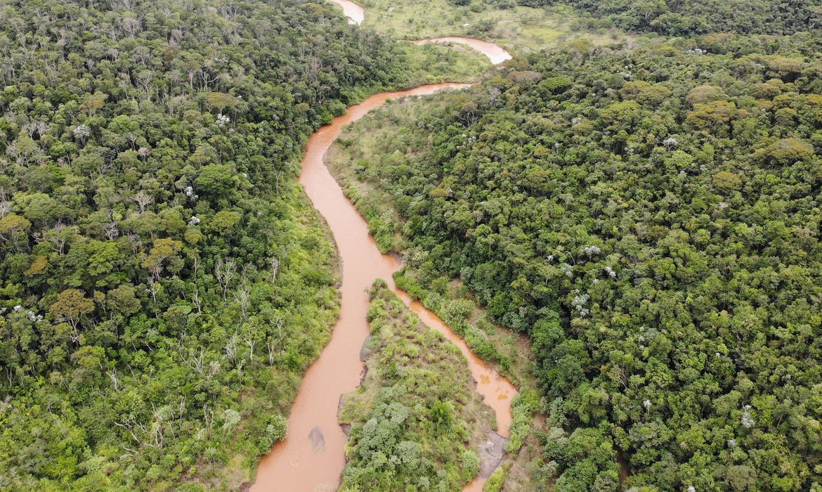 Reflorestamento de áreas atingidas em Mariana